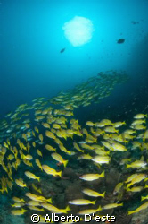 Coral Garden Dive side in Mafia Island.
Nikon D70S, 10,5... by Alberto D'este 